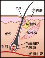 tHL[Ejbgifu /follicular unitj